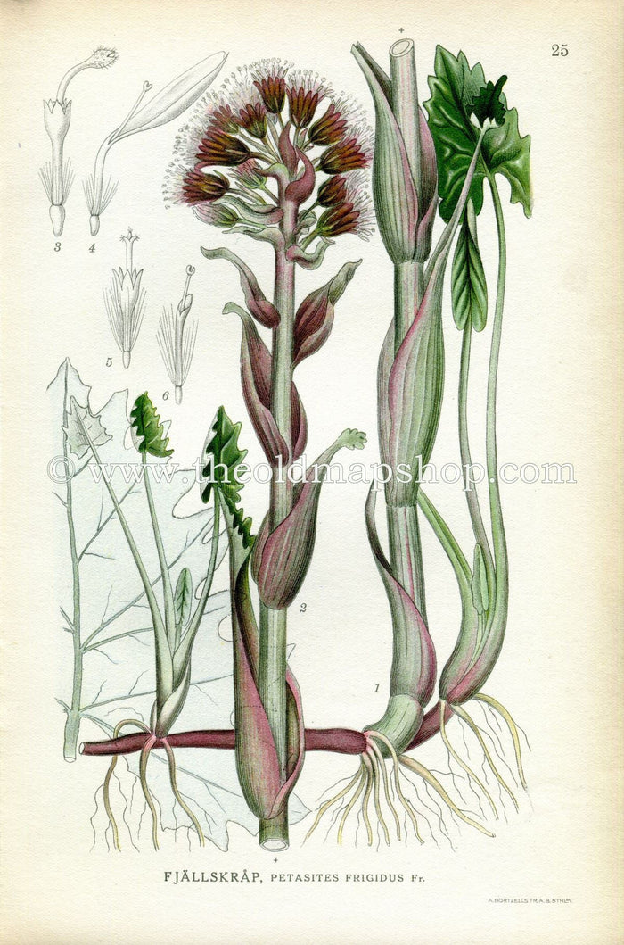 1922 Arctic Sweet Coltsfoot Antique Print (Petasites Frigidus) by Lindman, Botanical Flower, Book Plate 25, Green, Purple.