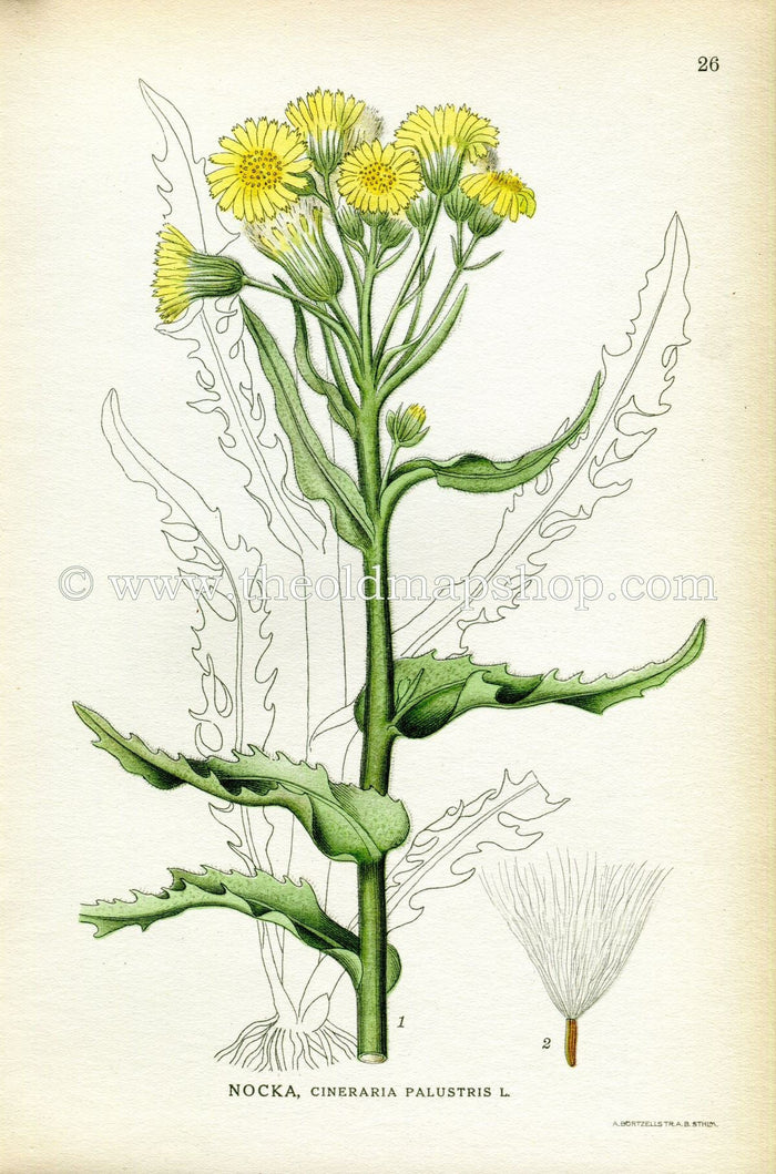 1922 Marsh Fleabane Antique Print (Cineraria Palustris) by Lindman, Botanical Flower, Book Plate 26, Green, Yellow.