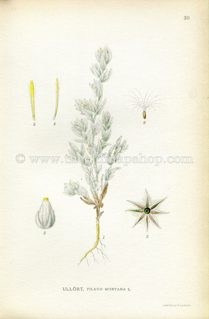 1922 Antique Print (Filago Montana) by Lindman, Botanical Flower, Book Plate 30, Yellow, White.