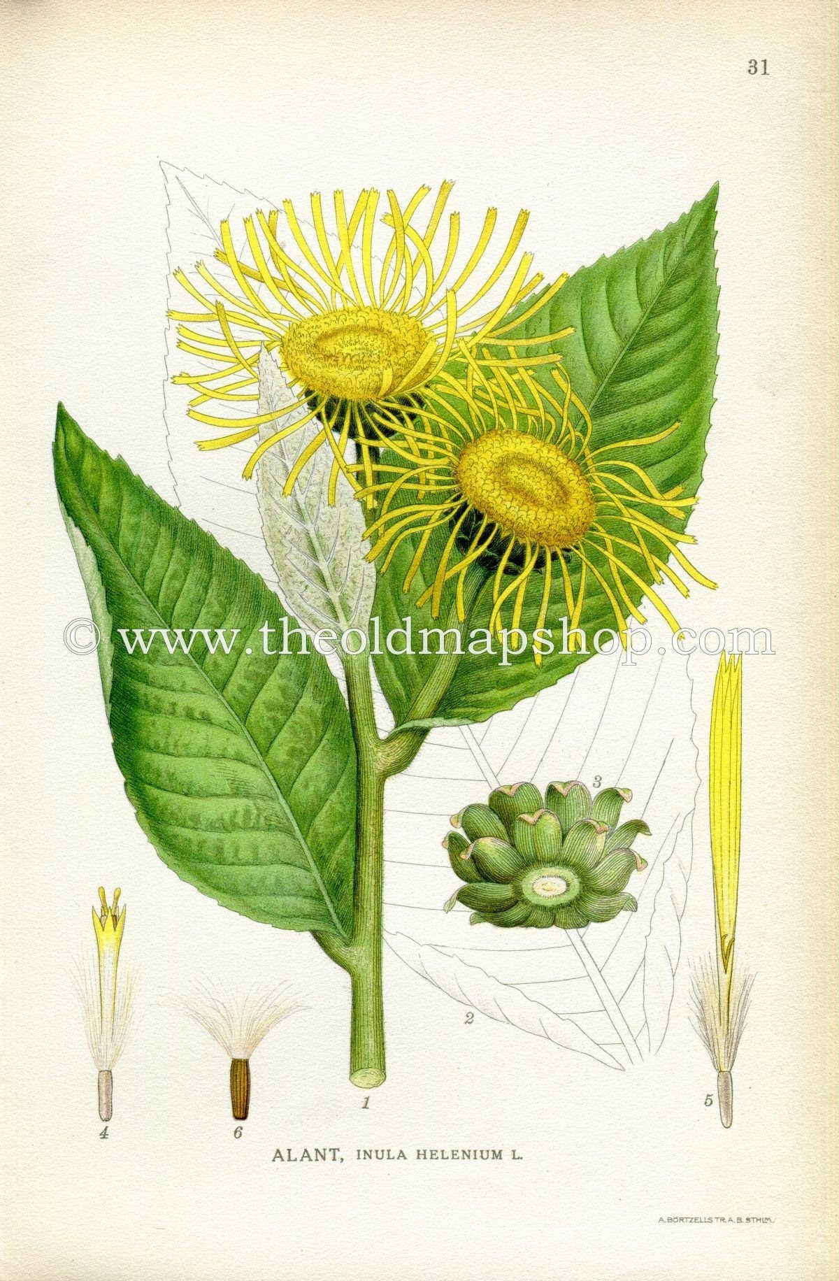 1922 Horse-heal, Elfdock Antique Print (Inula Helenium) by Lindman, Botanical Flower, Book Plate 31, Green, Yellow.