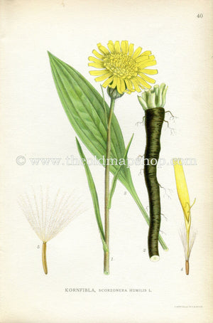 1922 Viper's-grass Antique Print (Scorzonera Humilis) by Lindman, Botanical Flower, Book Plate 40, Yellow, Green.