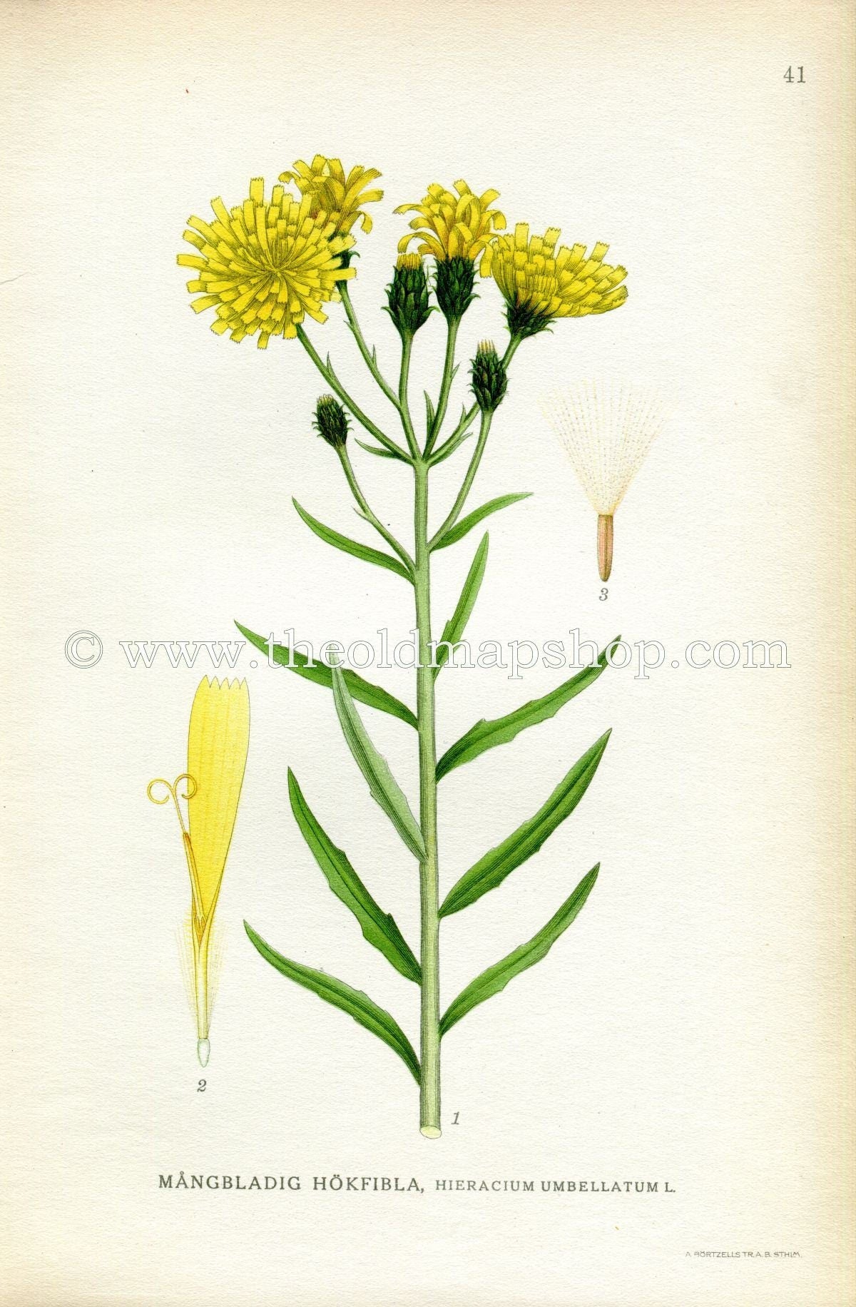 1922 Narrow-leaf Hawkweed Antique Print (Hieracium Umbellatum) by Lindman, Botanical Flower, Book Plate 41, Yellow, Green.