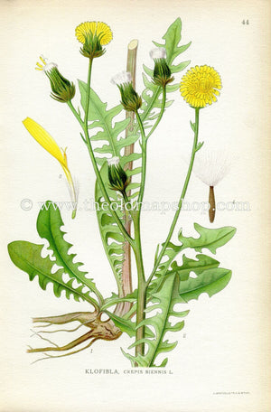 1922 Rough Hawksbeard Antique Print (Crepis Biennis) by Lindman, Botanical Flower, Book Plate 44, Yellow, Green.