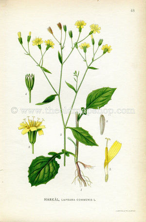 1922 Common Nipplewort Antique Print (Lapsana Communis) by Lindman, Botanical Flower, Book Plate 48, Yellow, Green.
