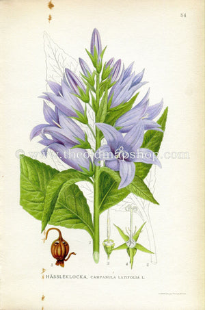 1922 Giant Bellflower Antique Print (Campanula Latifolia) by Lindman, Botanical Flower, Book Plate 54, Green, Violet Blue