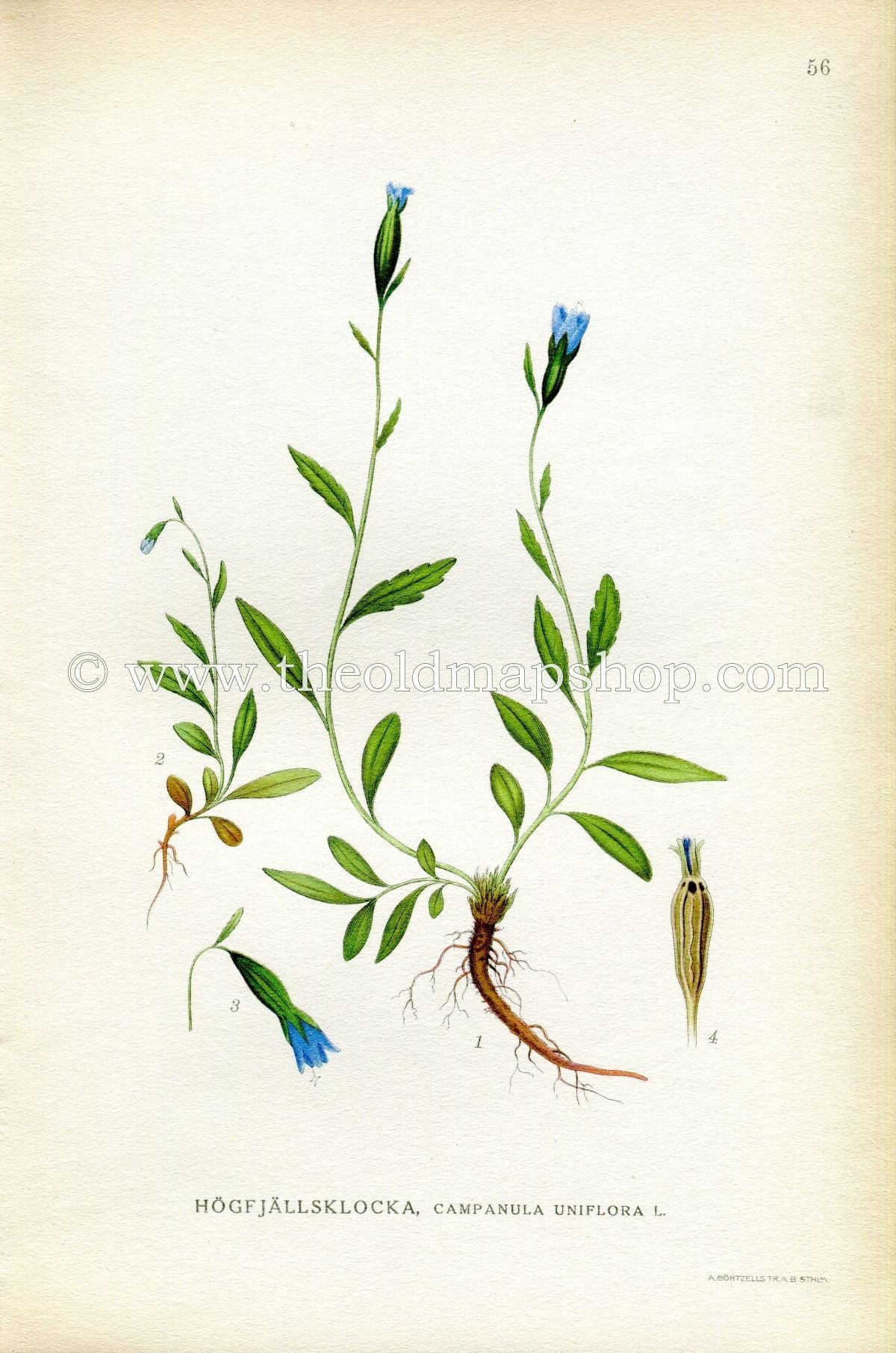 1922 Arctic Bellflower, Arctic Harebell Antique Print (Campanula Uniflora) by Lindman, Botanical Flower Book Plate 56, Green, Violet Blue