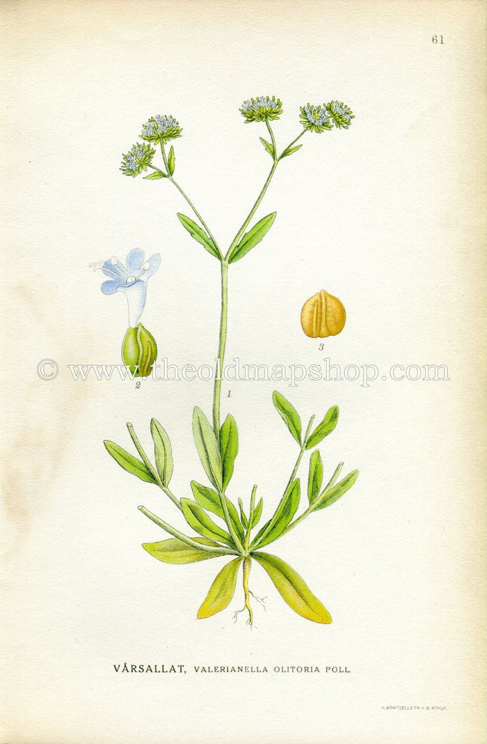 1922 Lamb's Lettuce Antique Print (Valerianella Olitoria Poll) by Lindman, Botanical Flower Book Plate 61, Green, Pale Blue