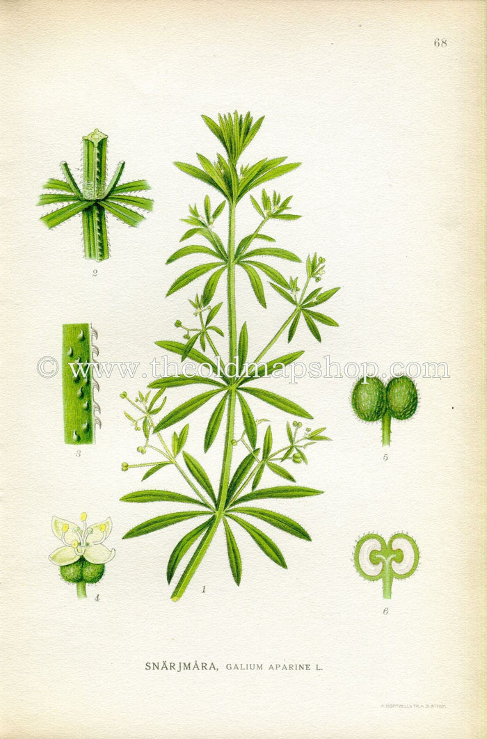1922 Cleavers, Goosegrass Antique Print (Galium Aparine) by Lindman, Botanical Flower Book Plate 68, Green
