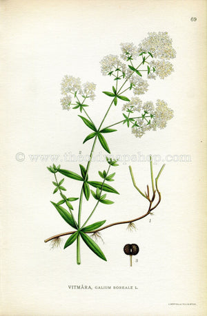1922 Northern Bedstraw Antique Print (Galium Boreale) by Lindman, Botanical Flower Book Plate 69, Green, White