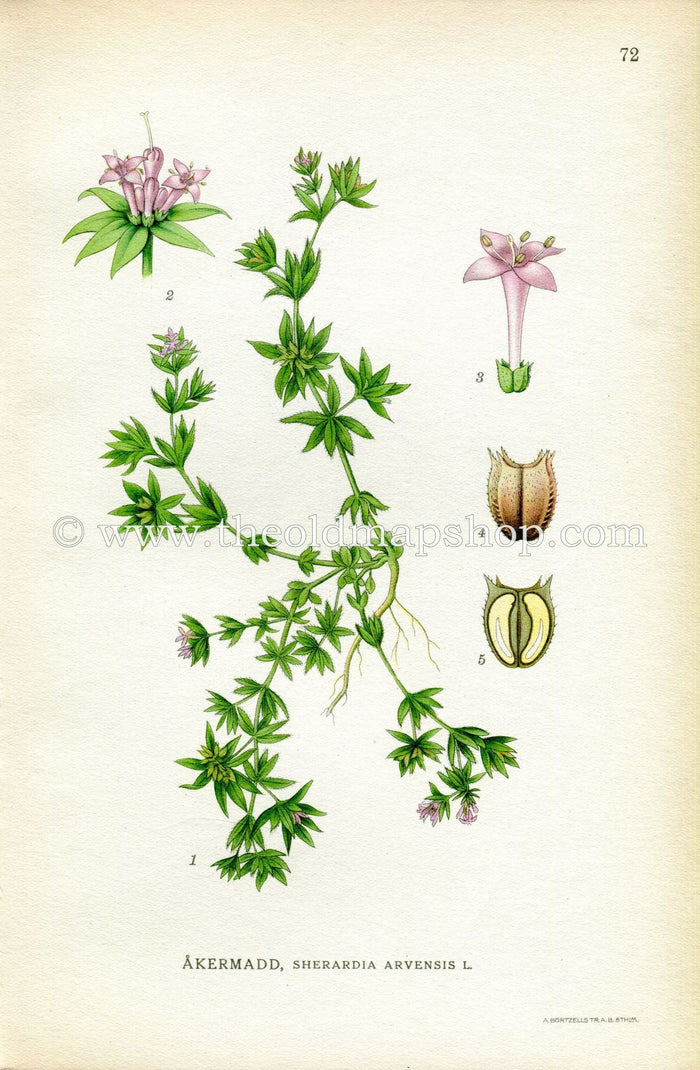 1922 Blue Field-madder Antique Print (Sherardia Arvensis) by Lindman, Botanical Flower Book Plate 72, Green, Lilac, Pink