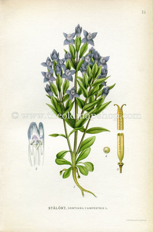 1922 Field Gentian Antique Print (Gentiana Campestris) by Lindman, Botanical Flower Book Plate 75, Green, Blue, Purple