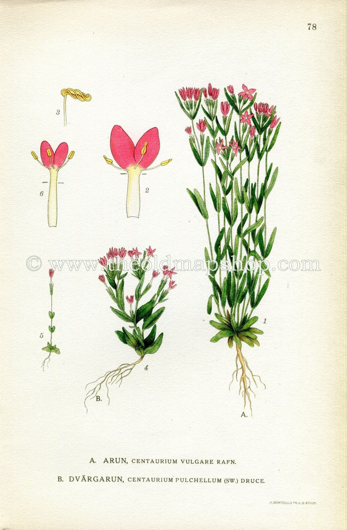 1922 Lesser Centaury Antique Print (Centaurium Pulchellum & Vulgar) by Lindman, Botanical Flower Book Plate 78, Green, Pink