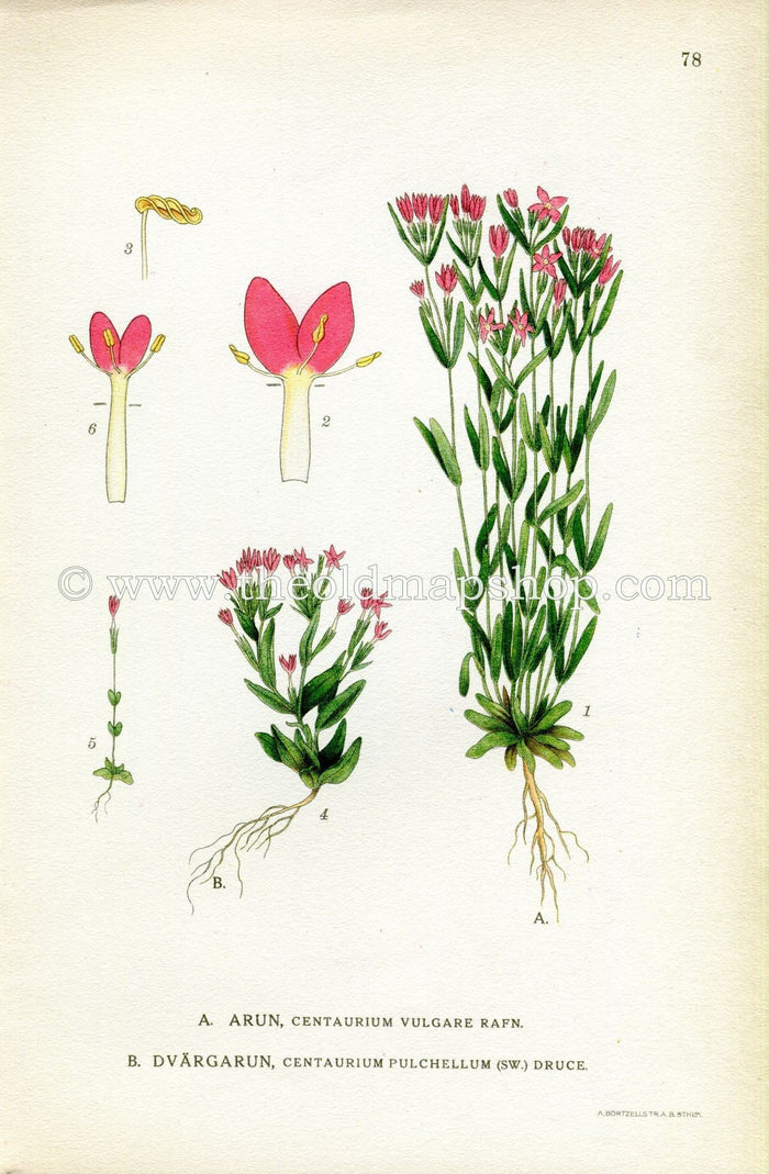 1922 Lesser Centaury Antique Print (Centaurium Pulchellum & Vulgar) by Lindman, Botanical Flower Book Plate 78, Green, Pink