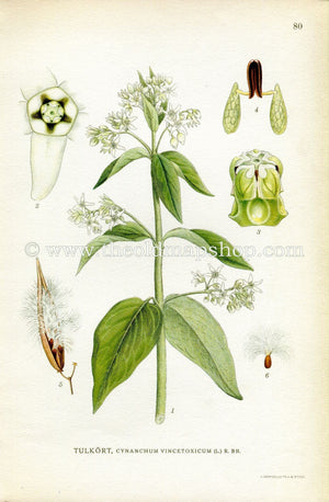 1922 White Swallow-wort Antique Print (Cynanchum Vincetoxicum) by Lindman, Botanical Flower Book Plate 80, Green, White