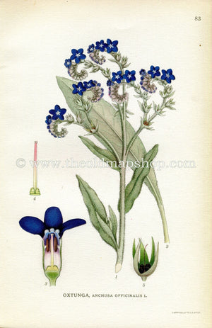 1922 Common Bugloss, Alkanet Antique Print (Anchusa Officinalis) by Lindman, Botanical Flower Book Plate 83, Green, Blue