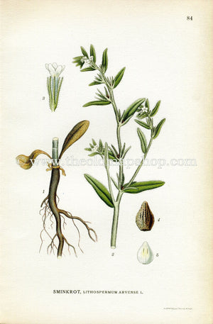 1922 Field Gromwell, Corn Gromwell Antique Print (Lithospermum Arvense) by Lindman, Botanical Flower Book Plate 84, Green, White