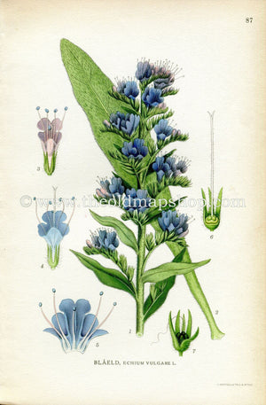1922 Viper's Bugloss, Blueweed Antique Print (Echium Vulgare) by Lindman, Botanical Flower Book Plate 87, Green, Blue