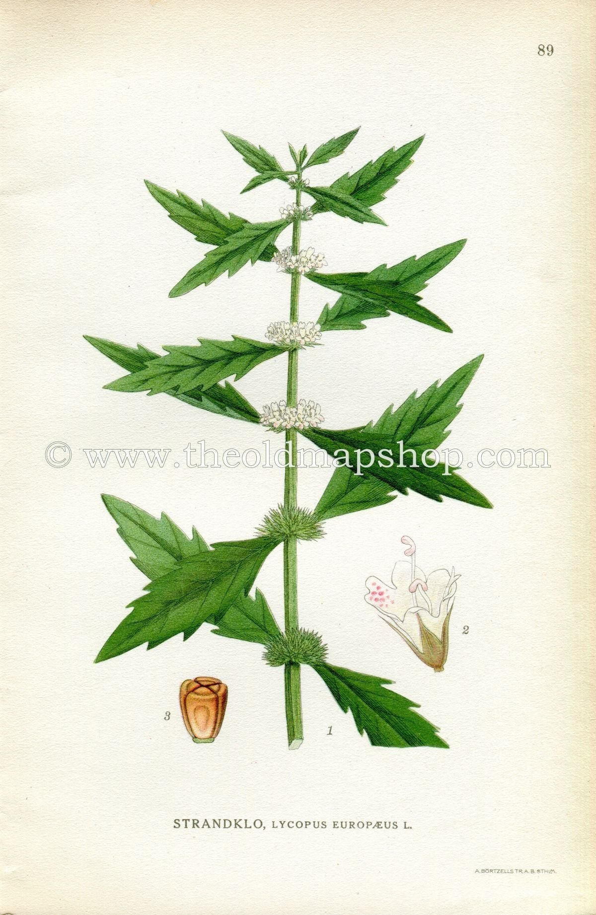 1922 Gypsywort, Gipsywort, Bugleweed Antique Print (Lycopus Europaeus) by Lindman, Botanical Flower Book Plate 89, Green, White