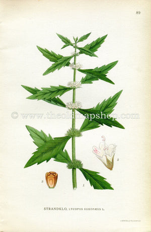 1922 Gypsywort, Gipsywort, Bugleweed Antique Print (Lycopus Europaeus) by Lindman, Botanical Flower Book Plate 89, Green, White