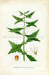 1922 Gypsywort, Gipsywort, Bugleweed Antique Print (Lycopus Europaeus) by Lindman, Botanical Flower Book Plate 89, Green, White
