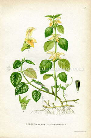1922 Yellow Archangel, Artillery Plant, Antique Print (Lamium Galeobdolon) by Lindman, Botanical Flower Book Plate 94, Green, Yellow