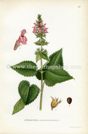 1922 Hedge Woundwort, Whitespot, Antique Print (Stachys Sylvatica) by Lindman, Botanical Flower Book Plate 97, Green, Purple