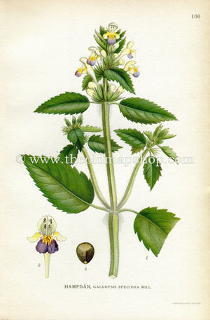 1922 Large-flowered Hemp-nettle, Edmonton Hempnettle, Antique Print (Galeopsis Speciosa) by Lindman, Botanical Flower Book Plate 100, Green