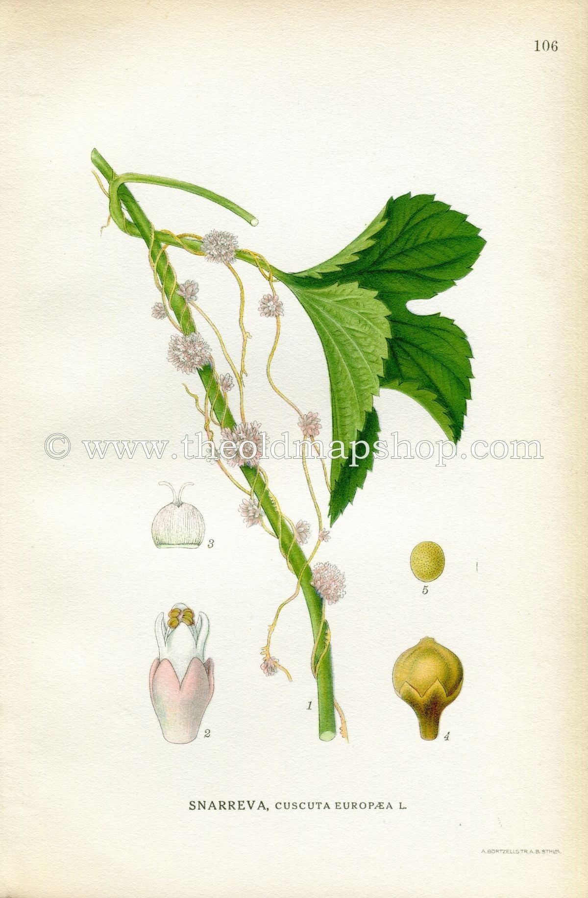 1922 Greater Dodder, European Dodder, Antique Print (Cuscuta Europaea) by Lindman, Botanical Flower Book Plate 106, Green, Pink