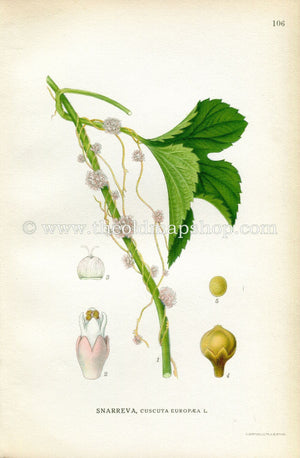 1922 Greater Dodder, European Dodder, Antique Print (Cuscuta Europaea) by Lindman, Botanical Flower Book Plate 106, Green, Pink
