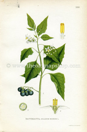 1922 European Black Nightshade, Antique Print (Solanum Nigram) by Lindman, Botanical Flower Book Plate 108, Green, White