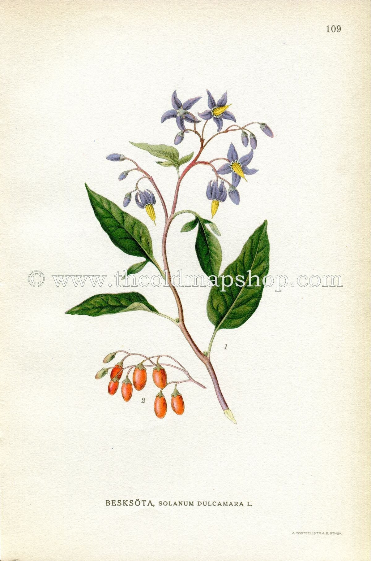 1922 Bittersweet Nightshade, Blue Bindweed, Antique Print (Solanum Dulcamara) by Lindman, Botanical Flower Book Plate 109, Green, Purple Red