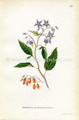 1922 Bittersweet Nightshade, Blue Bindweed, Antique Print (Solanum Dulcamara) by Lindman, Botanical Flower Book Plate 109, Green, Purple Red