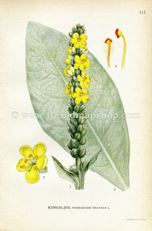 1922 Great Mullein, Common Mullein, Antique Print (Verbascum Thapsus) by Lindman, Botanical Flower Book Plate 111, Green, Yellow