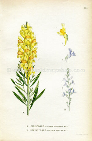 1922 Yellow Toadflax, Pale Toadflax, Antique Print (Linaria Vulgaris, Linaria Repens) by Lindman, Botanical Flower Book Plate 113, Green