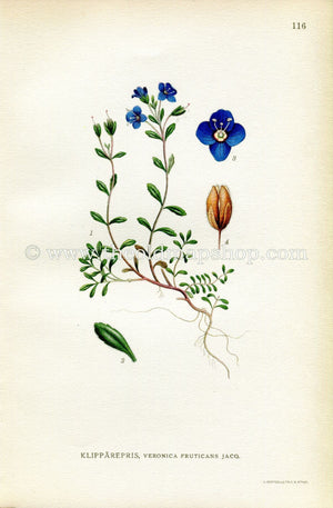 1922 Rock Speedwell, Woodystem Speedwell, Antique Print (Veronica Fruticans) by Lindman, Botanical Flower Book Plate 116, Green, Blue