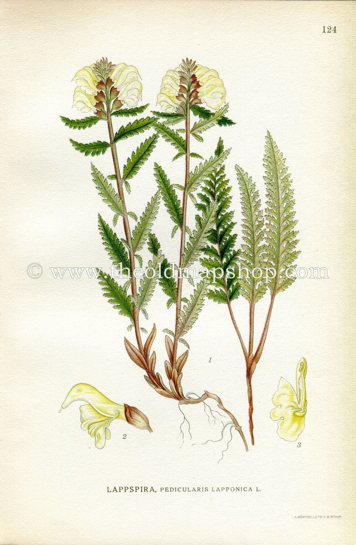 1922 Lapland Lousewort, Antique Print (Pedicularis Lapponica) by Lindman, Botanical Flower Book Plate 124, Green, Yellow