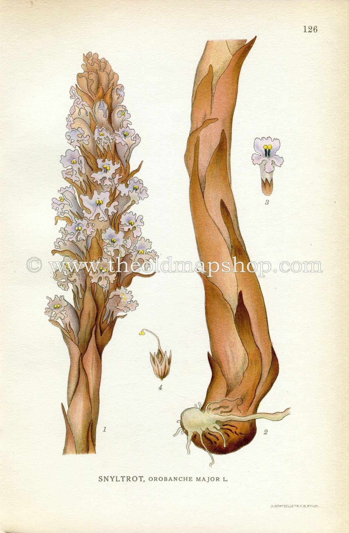 1922 Great Broomrape, New Chapel Flower, Antique Print (Orobanche Major) by Lindman, Botanical Flower Book Plate 126, Green, Purple, Brown