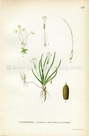 1922 Antique Print (Littorella uniflora (L.) Aschers) by Lindman, Botanical Flower Book Plate 129, Green, Yellow