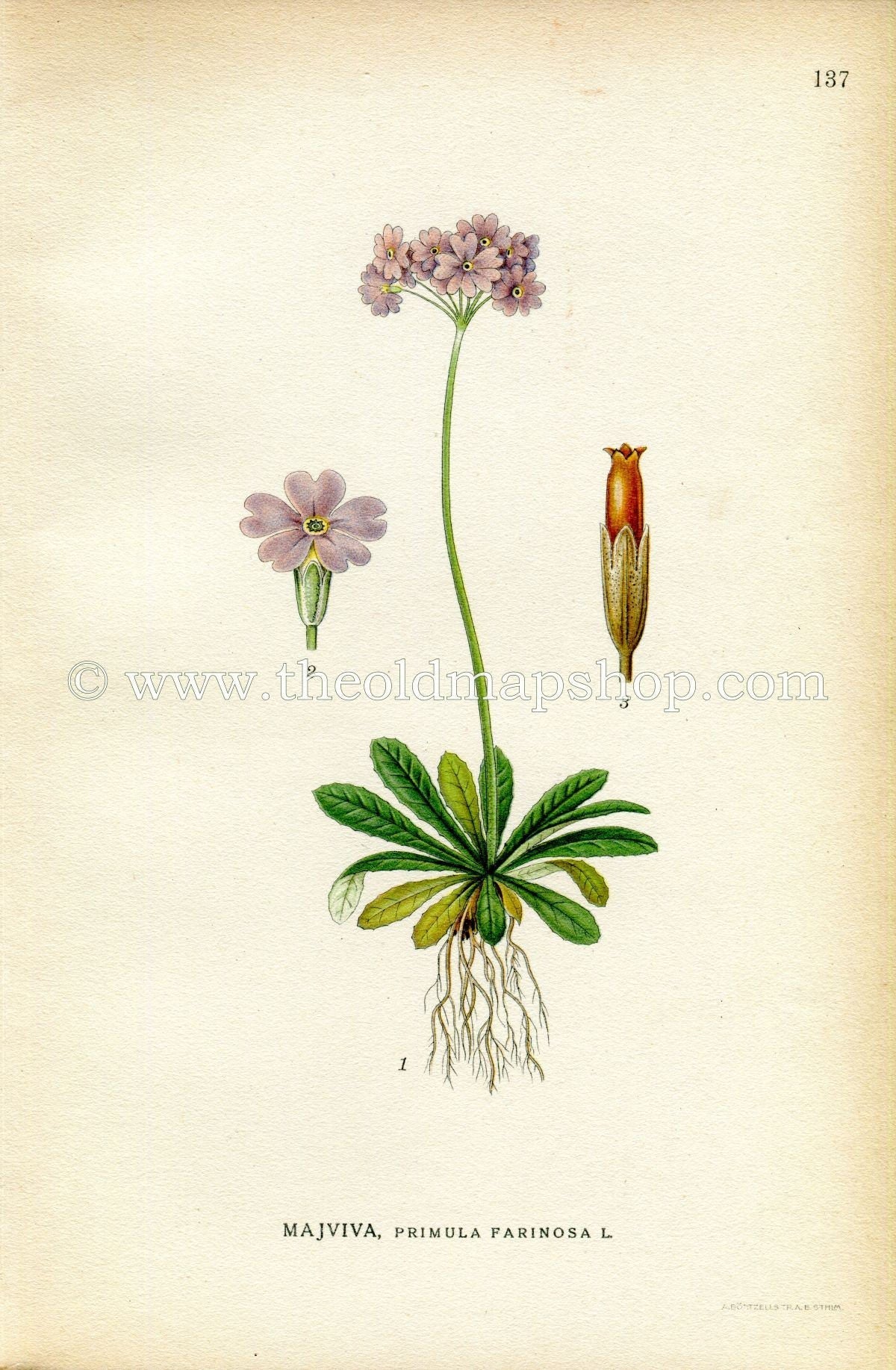 1922 Bird's-eye Primrose, Antique Print (Primula Farinosa) by Lindman, Botanical Flower Book Plate 137, Green, Violet