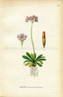 1922 Bird's-eye Primrose, Antique Print (Primula Farinosa) by Lindman, Botanical Flower Book Plate 137, Green, Violet