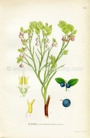 1922 Bilberry, Wimberry, Whortleberry, Antique Print (Vaccinium Myrtillus) by Lindman, Botanical Flower Book Plate 141, Green, Pink, Blue