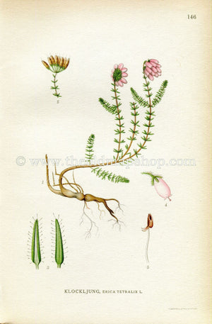 1922 Cross-leaved Heath, Antique Print (Erica Tetralix) by Lindman, Botanical Flower Book Plate 146, Green, Pink
