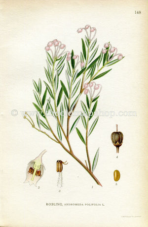 1922 Bog-rosemary, Antique Print (Andromeda Polifolia) by Lindman, Botanical Flower Book Plate 148, Green, Pink