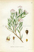 1922 Bog-rosemary, Antique Print (Andromeda Polifolia) by Lindman, Botanical Flower Book Plate 148, Green, Pink