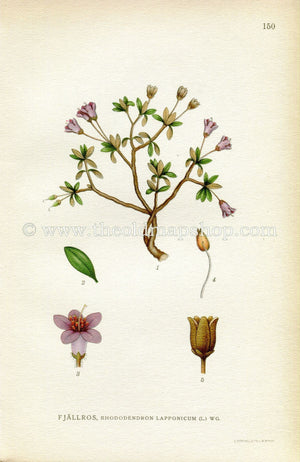 1922 Lapland Rosebay, Antique Print (Rhododendron Lapponicum) by Lindman, Botanical Flower Book Plate 150, Green, Purple