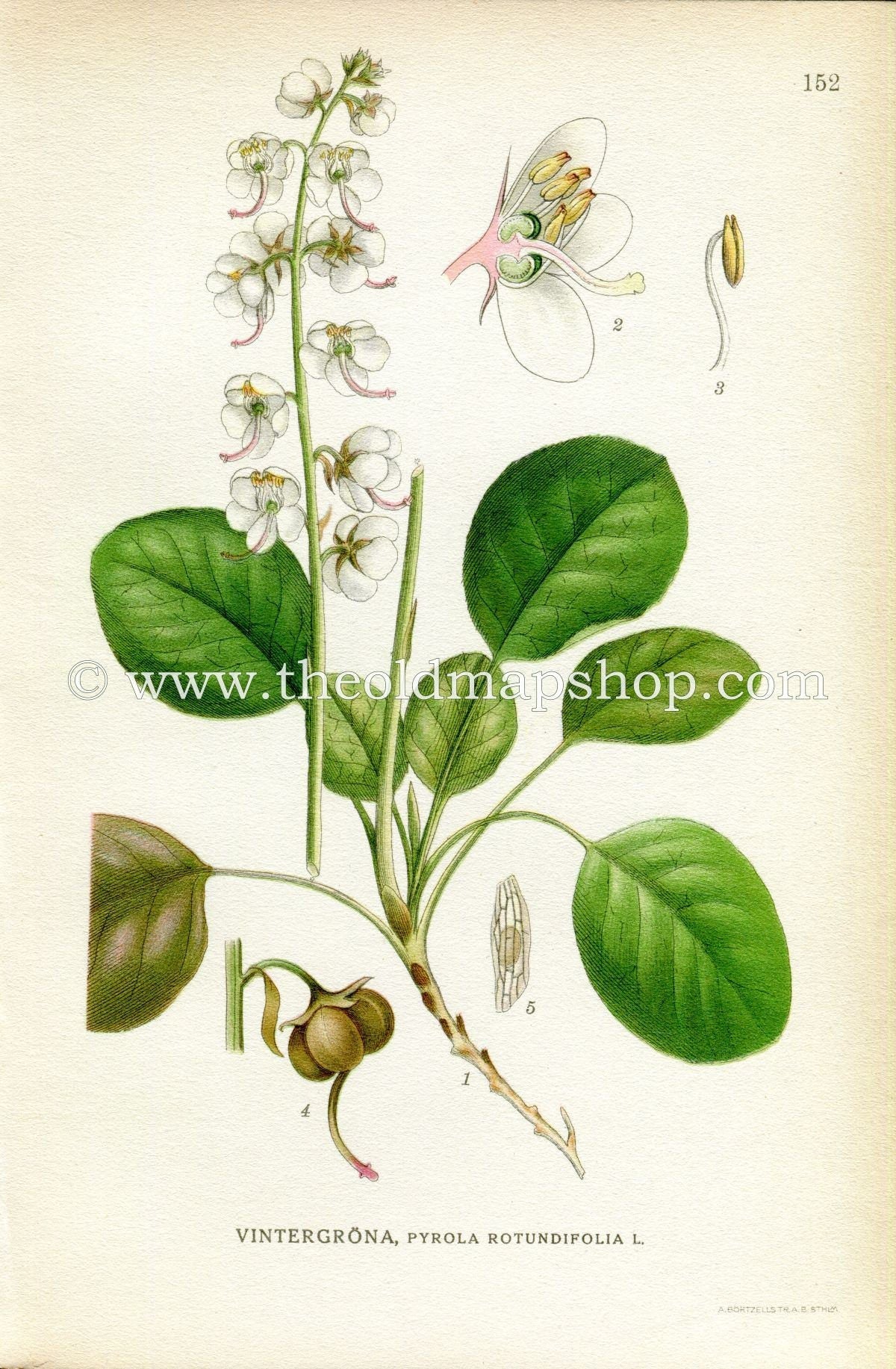 1922 Round-leaved Wintergreen, Antique Print (Pyrola Rotundifolia) by Lindman, Botanical Flower Book Plate 152, Green, White