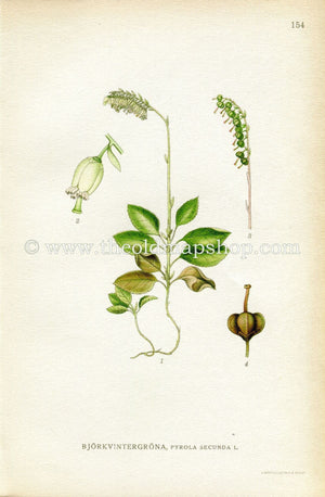 1922 Sidebells Wintergreen, One-sided-wintergreen, Antique Print (Pyrola Minor) by Lindman, Botanical Flower Book Plate 154, Green