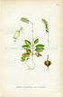 1922 Sidebells Wintergreen, One-sided-wintergreen, Antique Print (Pyrola Minor) by Lindman, Botanical Flower Book Plate 154, Green