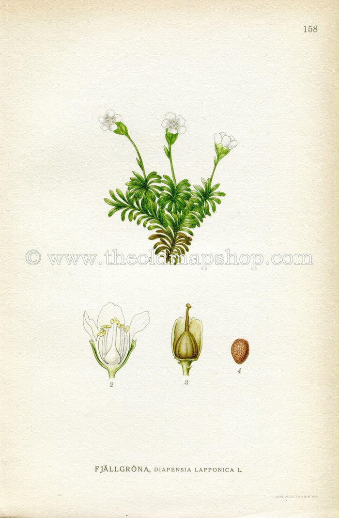1922 Pincushion Plant, Antique Print (Diapensia Lapponica) by Lindman, Botanical Flower Book Plate 158, Green, White