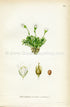 1922 Pincushion Plant, Antique Print (Diapensia Lapponica) by Lindman, Botanical Flower Book Plate 158, Green, White